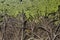 Beautiful green horizontal texture of aquatic duckweed plant on a pond and a group of brown roots of trees on a soil looks like