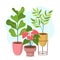 Beautiful green houseplants and flowers composition