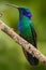 Beautiful green hummingbird with blue face. Green Violet-ear, Colibri thalassinus, Hummingbird with green leave in natural habitat