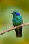 Beautiful green hummingbird with blue face. Green Violet-ear, Colibri thalassinus, Hummingbird with green leave in natural habitat