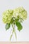 Beautiful green hydrangea flowers decorated in vase place on woo