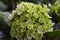 Beautiful green Hydrangea Hydrangea macrophylla blooming flowers