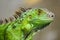 Beautiful green Iguana with amazing textures on its skin