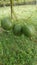 Beautiful green indian ridged gourd.