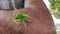 A beautiful green insect sitting on the hand