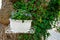 Beautiful green ivy climbing up the huge tree trunk and a white flowerpot with purple flowers. Scenic natural background