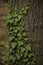 Beautiful green ivy grown on tree bark with gorgeous texture