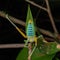 Beautiful Green Katydid hanging on brunches