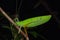 Beautiful Green Katydid hanging on brunches