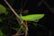 Beautiful Green Katydid hanging on brunches