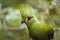 A beautiful green Knysna loerie is a large turaco living in the green forest of the Garden Route in hiding because of its shyness.