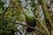 A beautiful green Knysna Loerie or turaco living in the green Garden Route forest of the South Africa