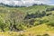 Beautiful green landscape with a lot of trees at New Chums Beach, New Zealand