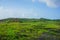 Beautiful green lawn with small interesting stones, on the peninsula near the village Gokarna