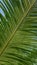 Beautiful green leaf and branch pattern of cycad tree