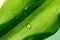 A beautiful green leaf with drops of water. A large drop of clear water on the leaves, selective focus. The image is in
