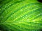 Beautiful green leaf texture with little drops of water