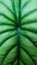 Beautiful green Leaf texture look cool and fresh