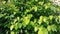 beautiful green leaf texture. piper betle leaf or daun sirih for medicinal purposes
