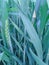 Beautiful Green Leaf and wheats.