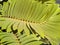 Beautiful green leaf of Zamia in summer in Israel close-up.