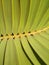 Beautiful green leaf of Zamia in summer in Israel close-up.