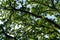 Beautiful green leaves on the branches of downy or pubescent oak Quercus pubescens on sky background