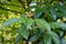 Beautiful green leaves and buds of Japanese loquat tree Eriobotrya Japonica in autumn Sochi city park