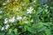 Beautiful green leaves bush and petite starry pure white petals of Snowflake fragrant flower blooming, know as Winter Cherry Tree