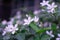 Beautiful green leaves bush and petite starry pure white petals of Snowflake fragrant flower blooming, know as Winter Cherry Tree