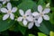 Beautiful green leaves bush and petite starry pure white petals of Snowflake fragrant flower blooming, know as Winter Cherry Tree