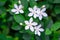 Beautiful green leaves bush and petite starry pure white petals of Snowflake fragrant flower blooming, know as Winter Cherry Tree