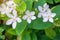 Beautiful green leaves bush and petite starry pure white petals of Snowflake fragrant flower blooming, know as Winter Cherry Tree