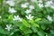 Beautiful green leaves bush and petite starry pure white petals of Snowflake fragrant flower blooming under sunlight