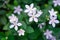 Beautiful green leaves bush and petite starry pure white petals of Snowflake fragrant flower blossom, know as Winter Cherry Tree