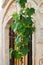 Beautiful green leaves of decorative grapes hang on the background of street latticed door in the bas-relief wall.