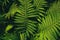 Beautiful, green leaves of ferns. flower green foliage. background of ferns in the sunlight.Earth Day.