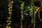 Beautiful Green leaves is hanging on vain of plant with the dark background