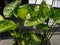 Beautiful green leaves of Jasmine water or Echinodorus palaefolius plant