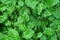 Beautiful green leaves pattern background of Jasminum officinale plant.