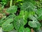 Beautiful green leaves of Philodendron Gloriosum, a popular tropical plant