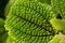 Beautiful green leaves of Pilea involucrata, close-up