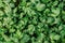Beautiful green leaves texture of Mugwort plant - Artemisia vulg