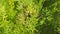 Beautiful Green Leaves Of Thuja. Thuya Leaf Coniferous Plant In Forest. Pan.