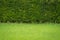 Beautiful green leaves wall fresh garden plant and natural rice field with soft focus for background