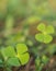 Beautiful green leaves of Water clover (Water fern, Pepperwort)