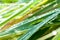 Beautiful green lemongrass leaf background