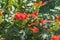 Beautiful green liana with bright red flowers Rooting Campsis.