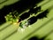 Beautiful green little plants in vase closeup in the sun light with shadow on a green table background - artistic plant concept