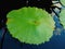 Beautiful green lotus leafs in the water pond.